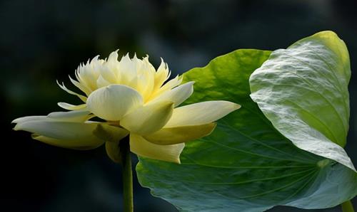 Khong cuoi khuyet diem